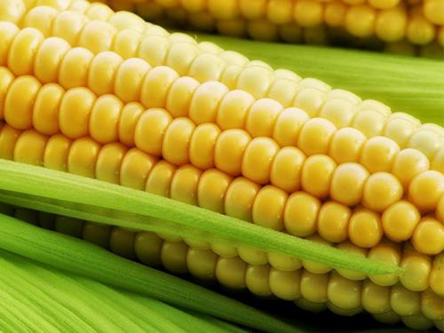 Семена кукурузы СИ Феномен
